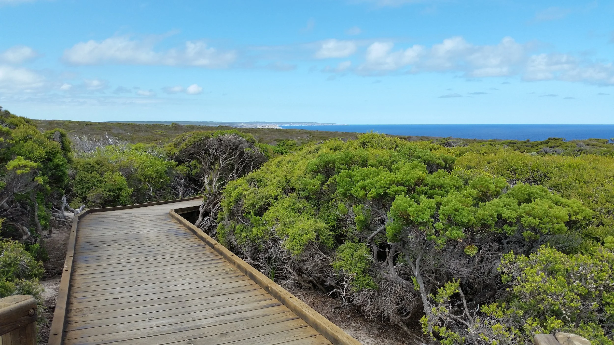 A wooden pathway winds through dense green shrubbery overlooking the ocean on a partly cloudy day.