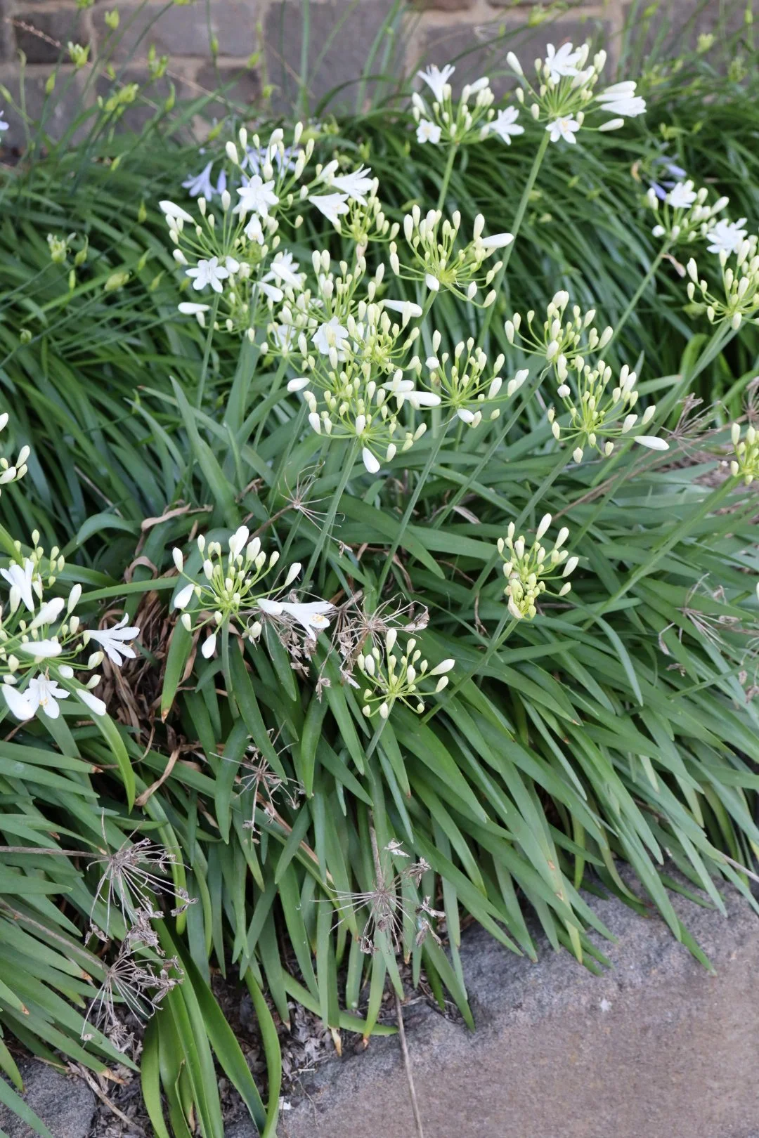 White blooming flowers with long green leaves growing near a concrete sidewalk.