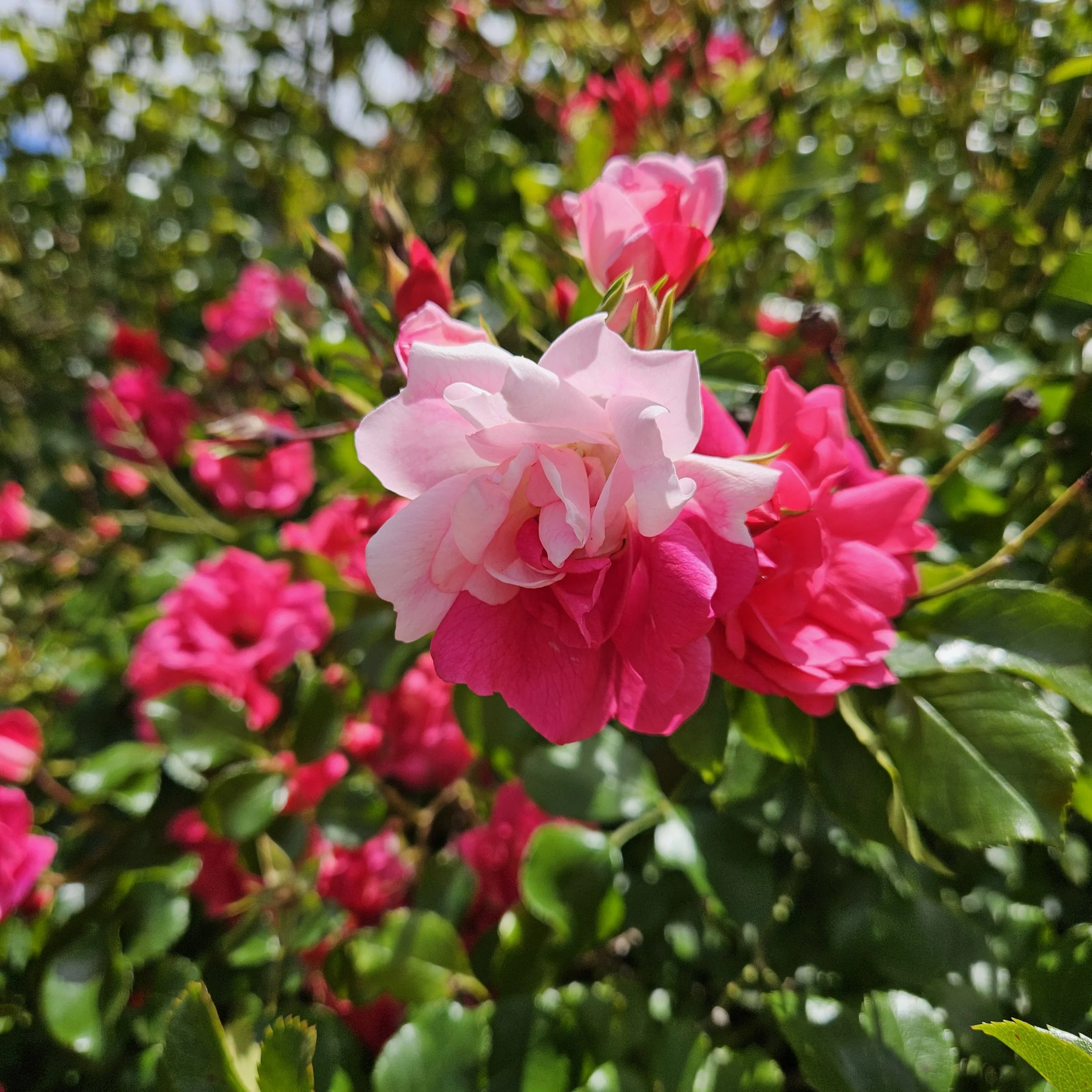 Close-up of pink and red flowers among green leaves, with blurred background.