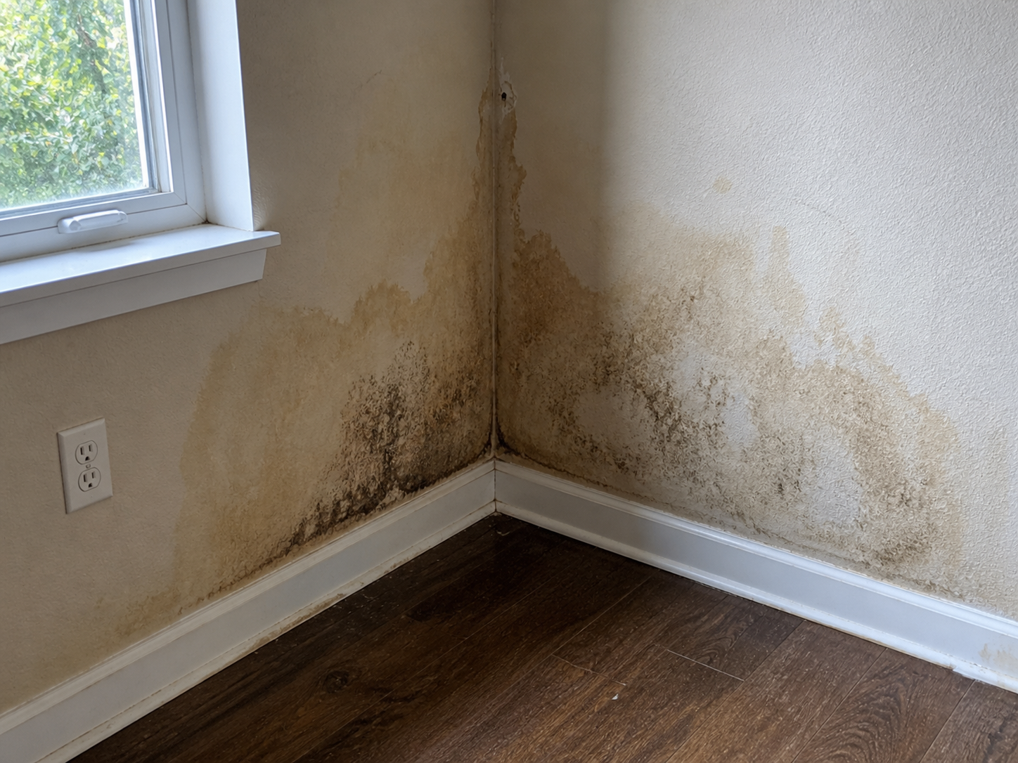 Mold growth on beige wall in a corner near a window and electrical outlet.