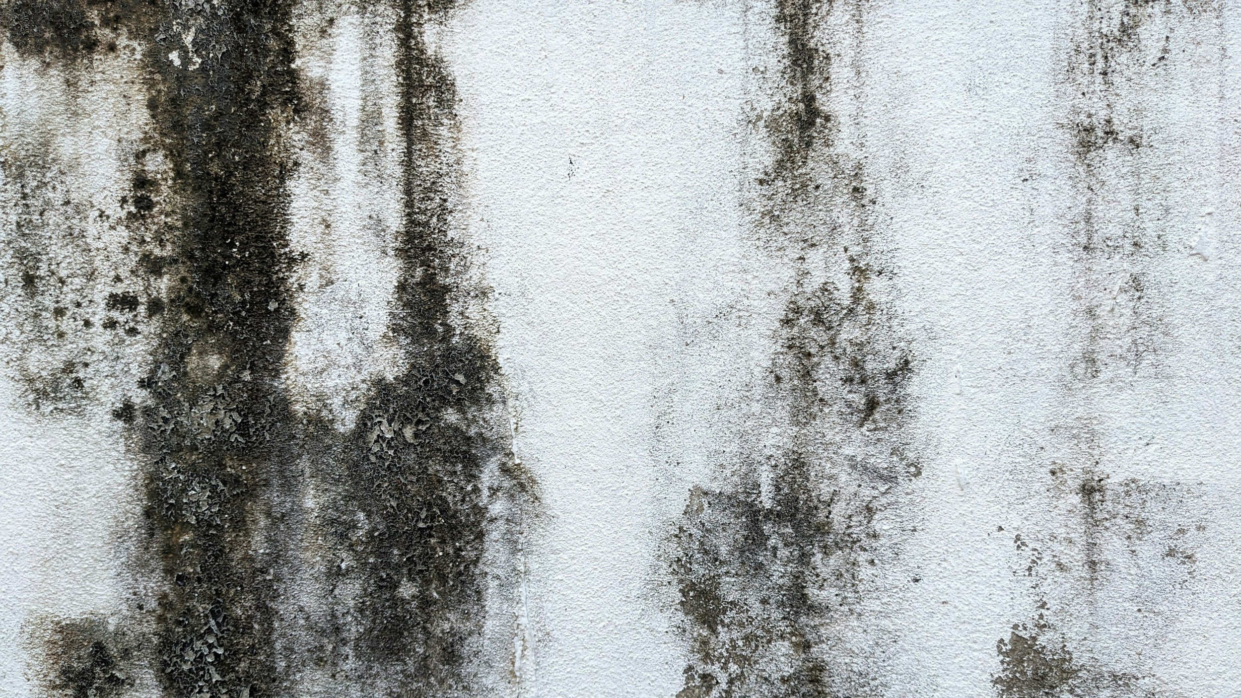 How Long Does Mold Remediation Take? What Homeowners Should Expect
