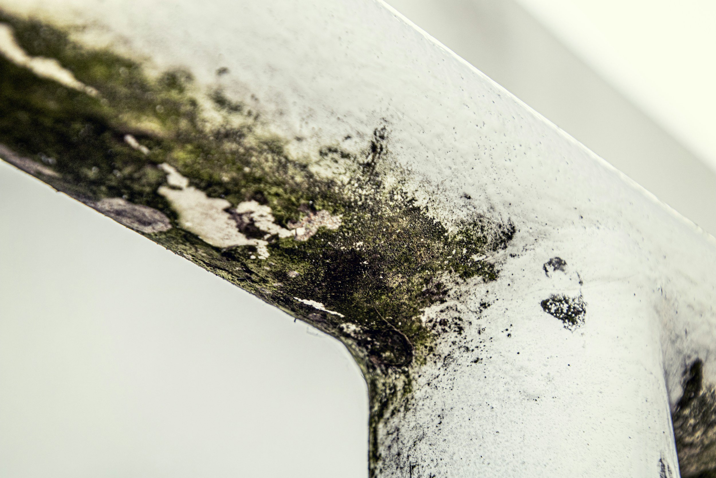 Mold Remediation Explained: Everything Southern California Property Owners Need to Know About Safe Mold Removal
