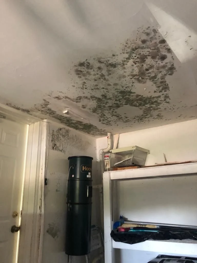 Before the cleanup, mold and mildew take over. After Vanguard Restoration, your property gets a fresh start.

Mold isn&rsquo;t just an eyesore, it can spread quickly after water damage, hidden leaks, high humidity, or flooding. Left untreated, it can