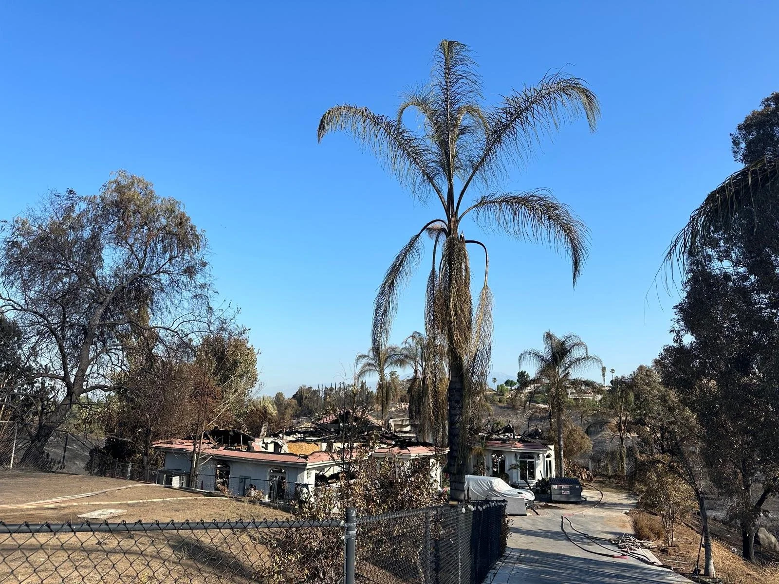 Burned trees and houses, likely from a recent fire, with a tall palm tree in the foreground and damage visible on neighboring structures.