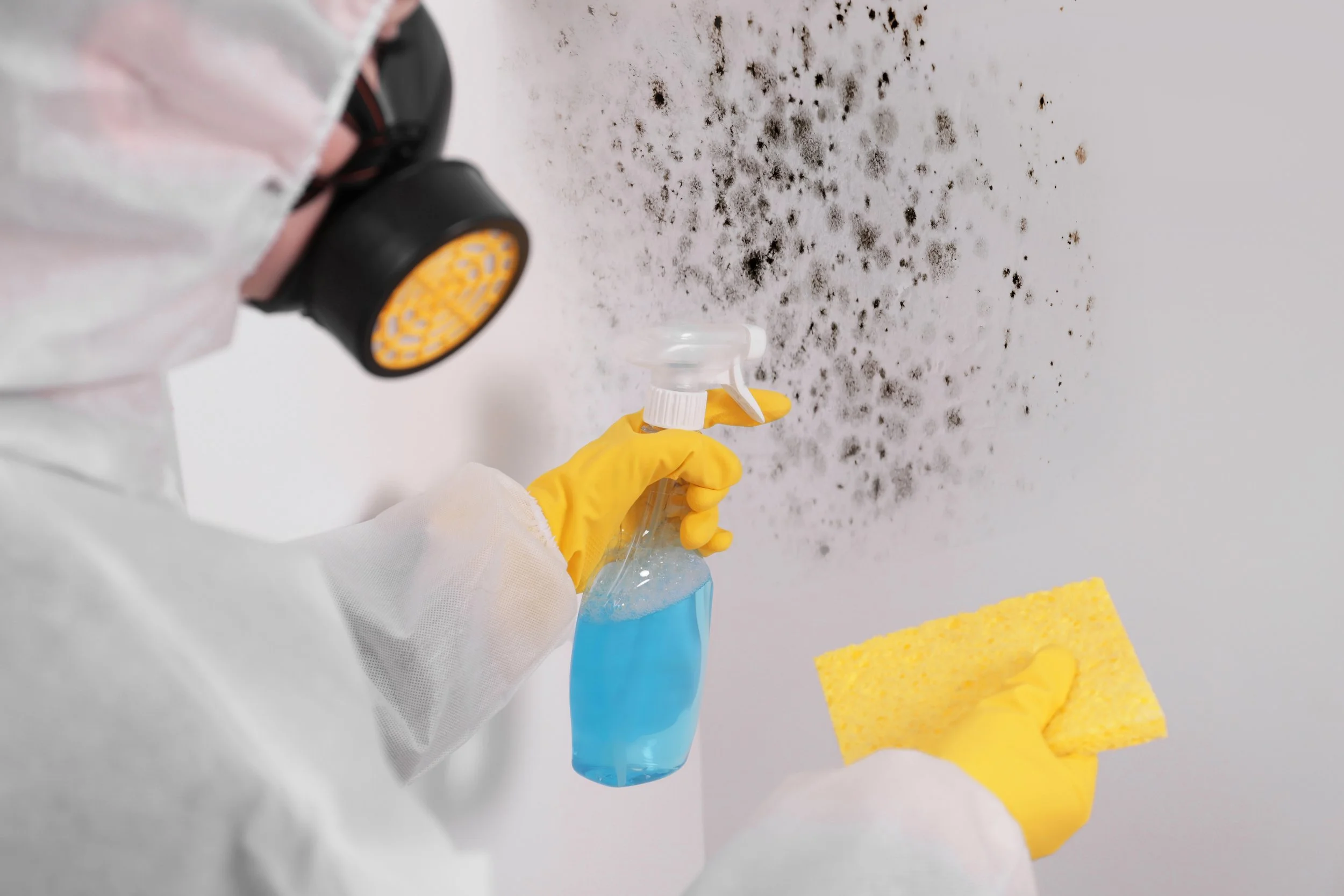 Person wearing a protective mask and yellow rubber gloves cleaning a wall with black mold using a spray bottle of cleaning solution and yellow sponge.