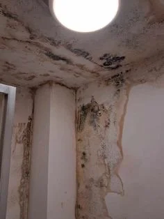 Ceiling and wall with extensive mold and water damage in a building.