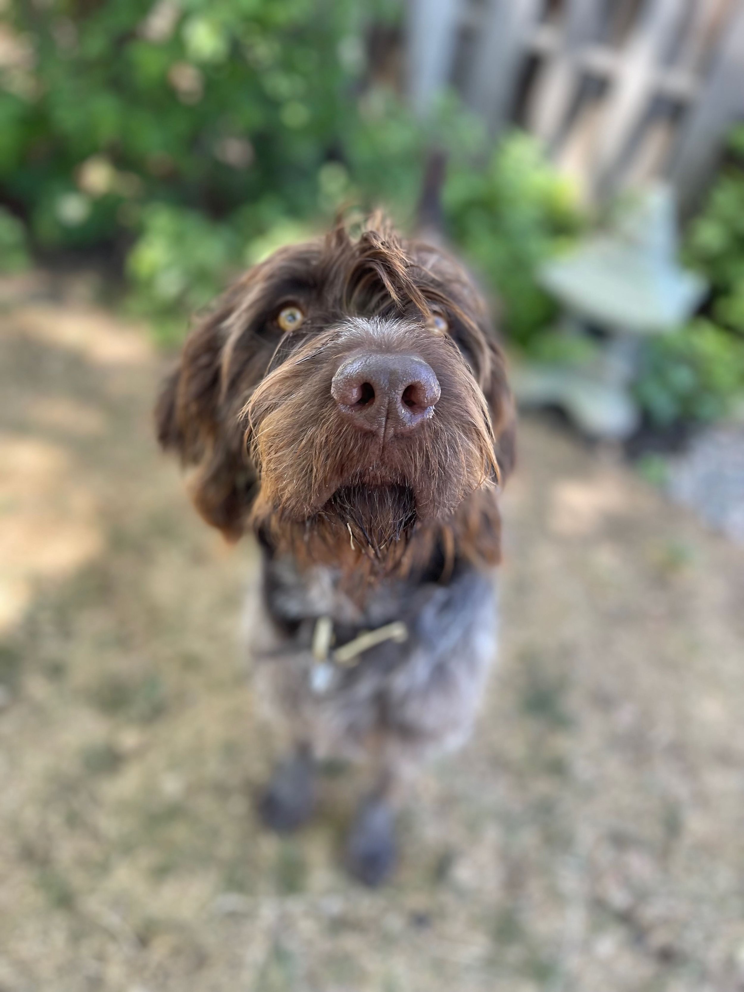 Close-up of a brown dog with yellow eyes looking directly at the camera, with a blurred green and gray outdoor background.