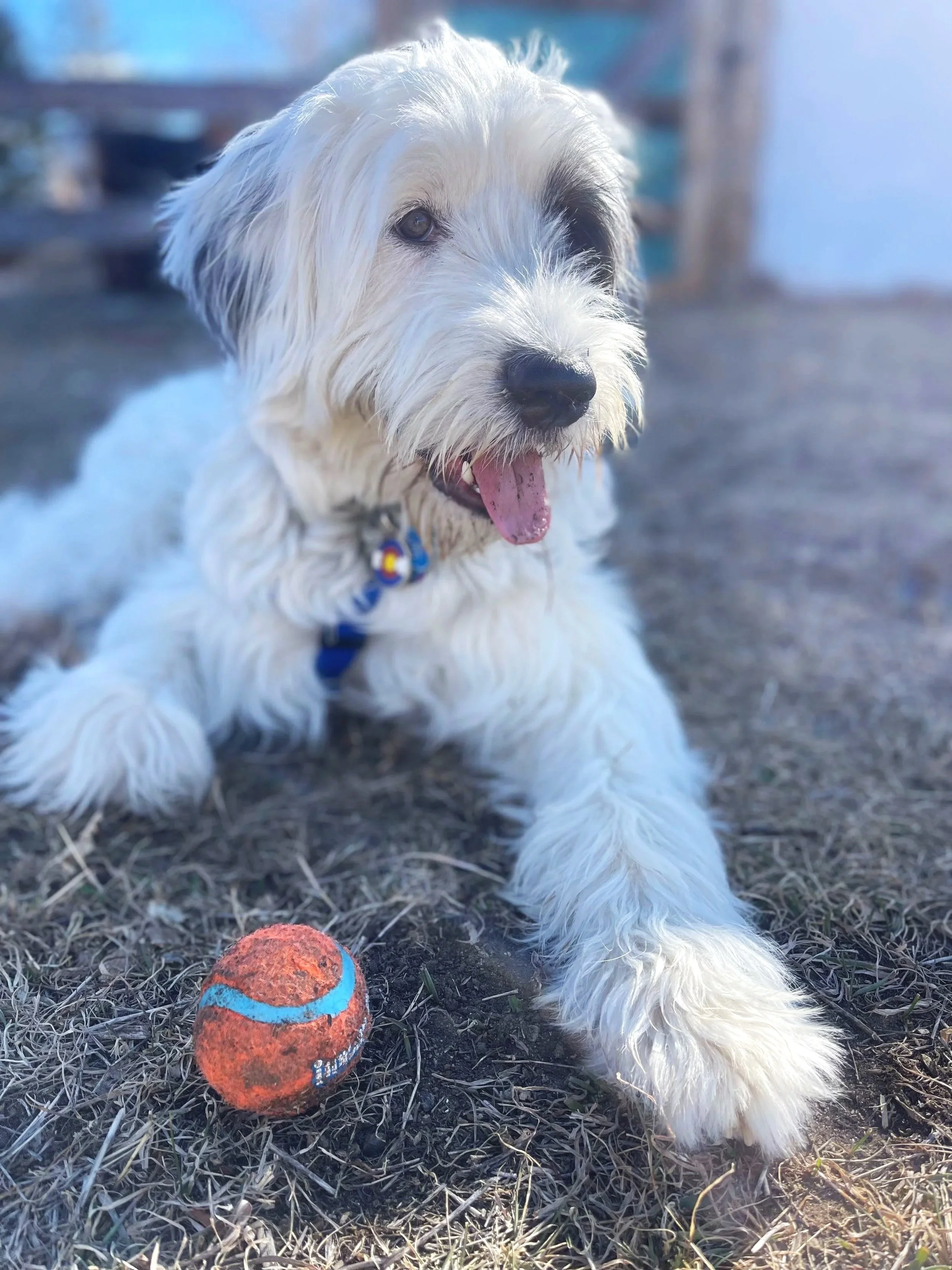 A fluffy white and black dog lying on dry grass, with a worn orange and blue tennis ball nearby, outdoors in bright daylight.