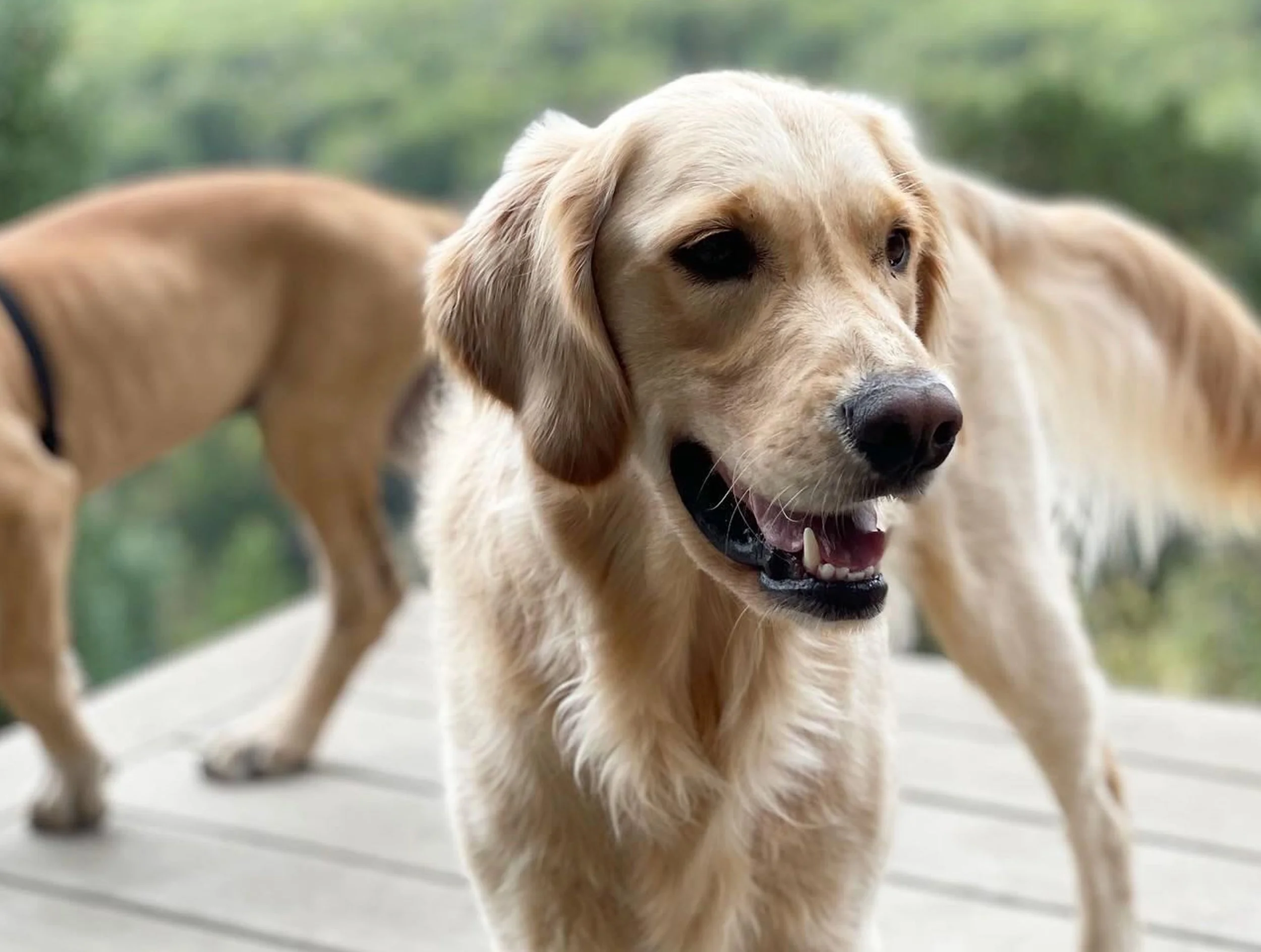A close-up of a golden retriever puppy with black eyes, a black nose, and a happy expression, with a blurred background of greenery.