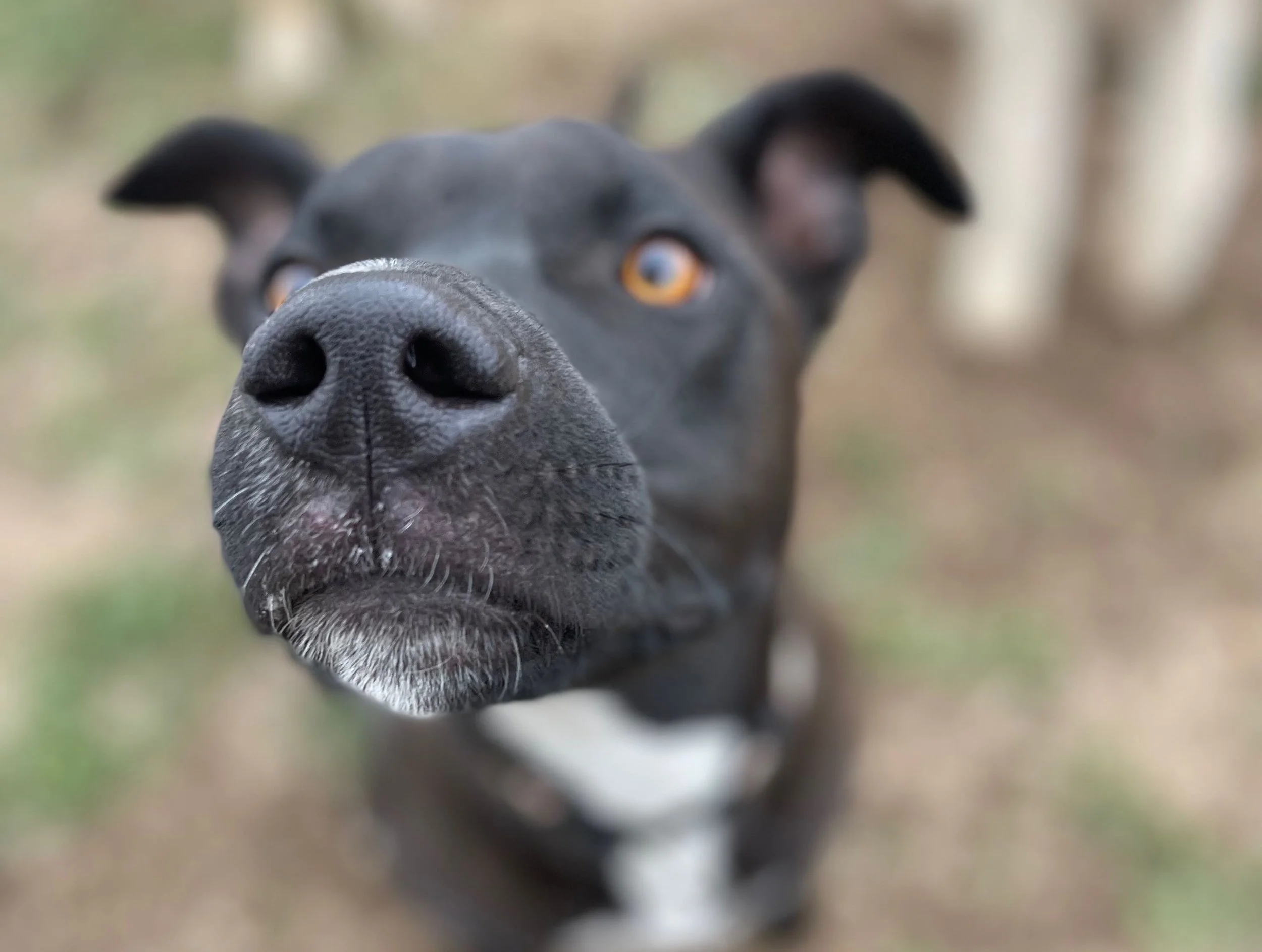 Close-up of a black dog with orange eyes, focusing on its nose and face, with blurred background.