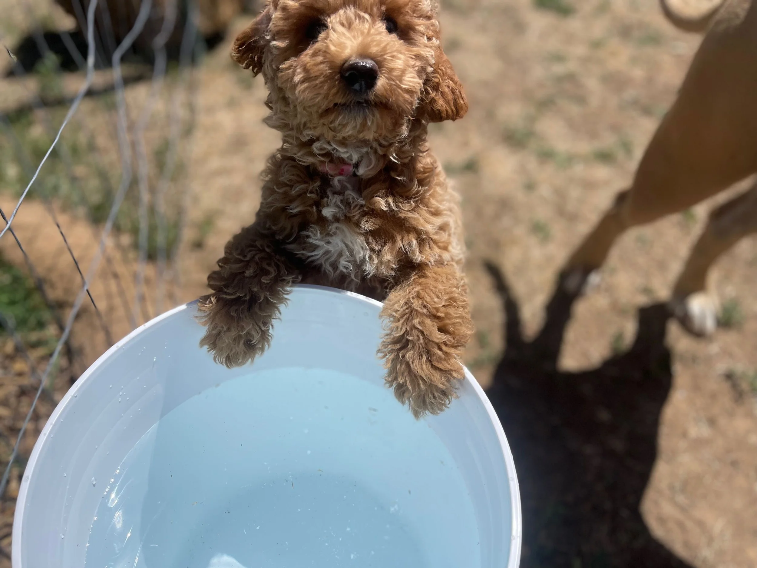 A small curly-haired brown puppy with a pink collar reaching into a white bucket of water outdoors.