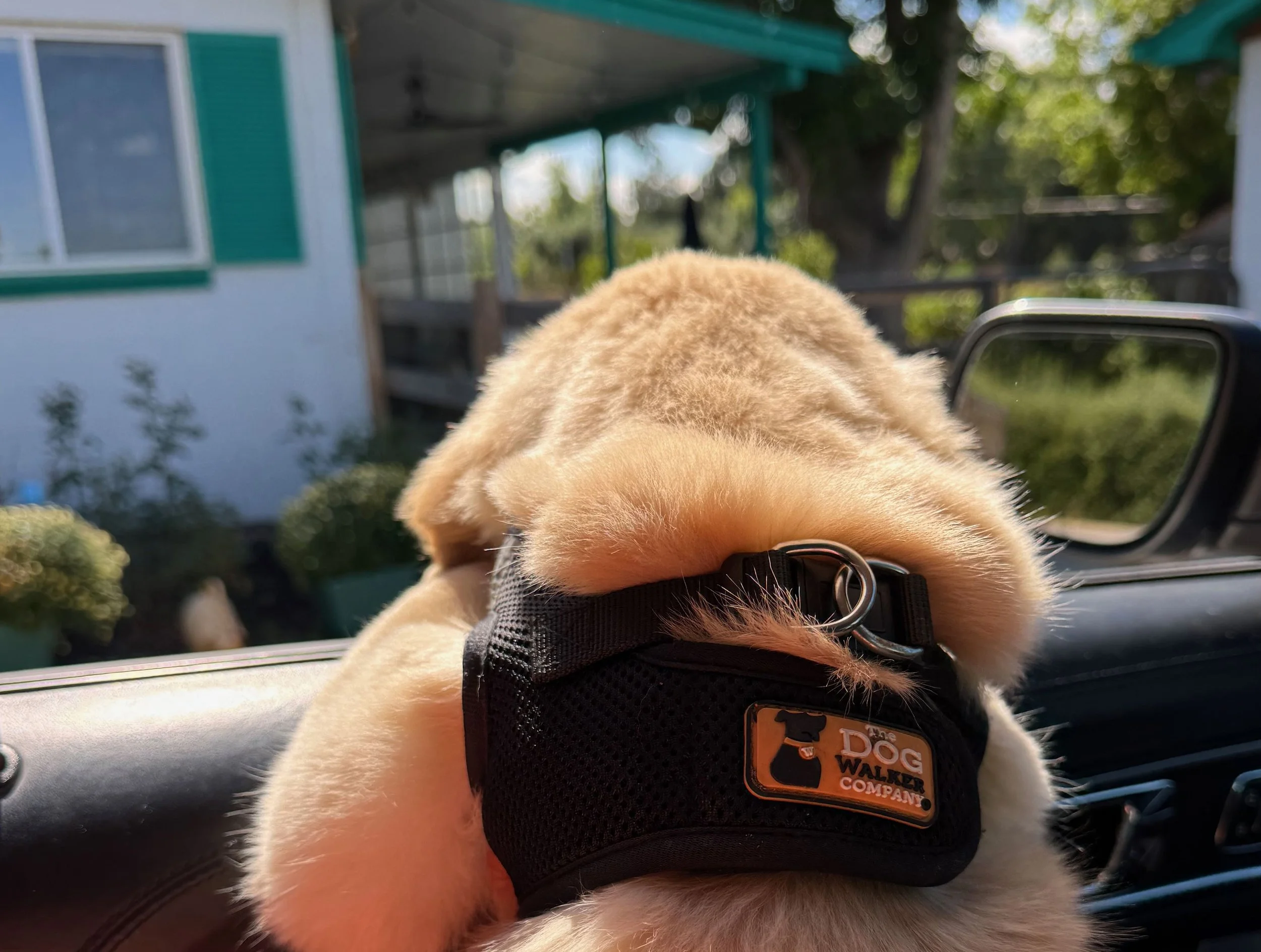 A close-up view of a puppy with beige fur, wearing a black harness with a yellow tag, resting on a car dashboard. The background shows a house with teal trim, a tree, and a porch in a sunny outdoor setting.