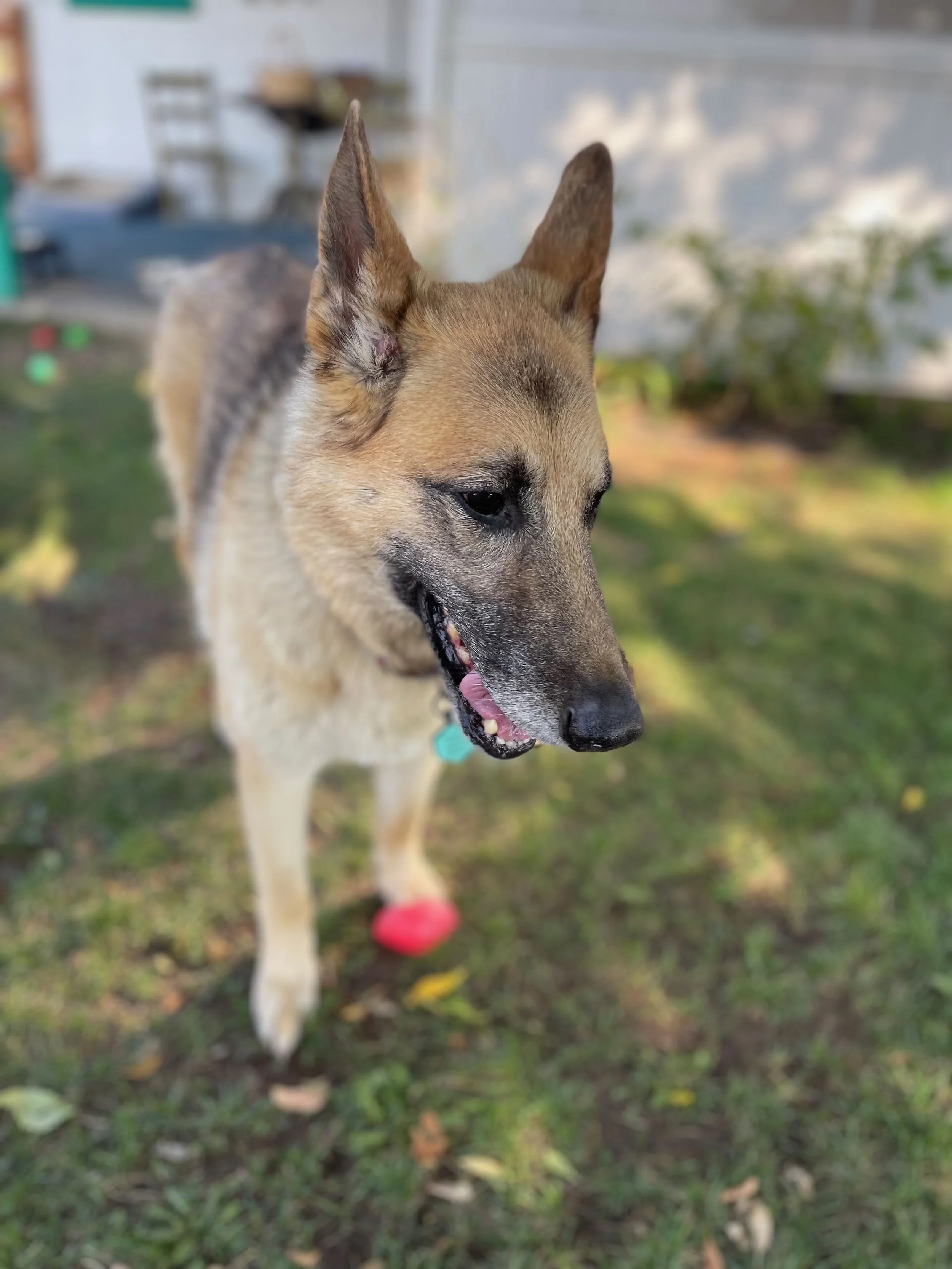 Close-up of a tan and black dog with upright ears and grey around the eyes, standing on grass with a blurry background, wearing a red ball on its paw.
