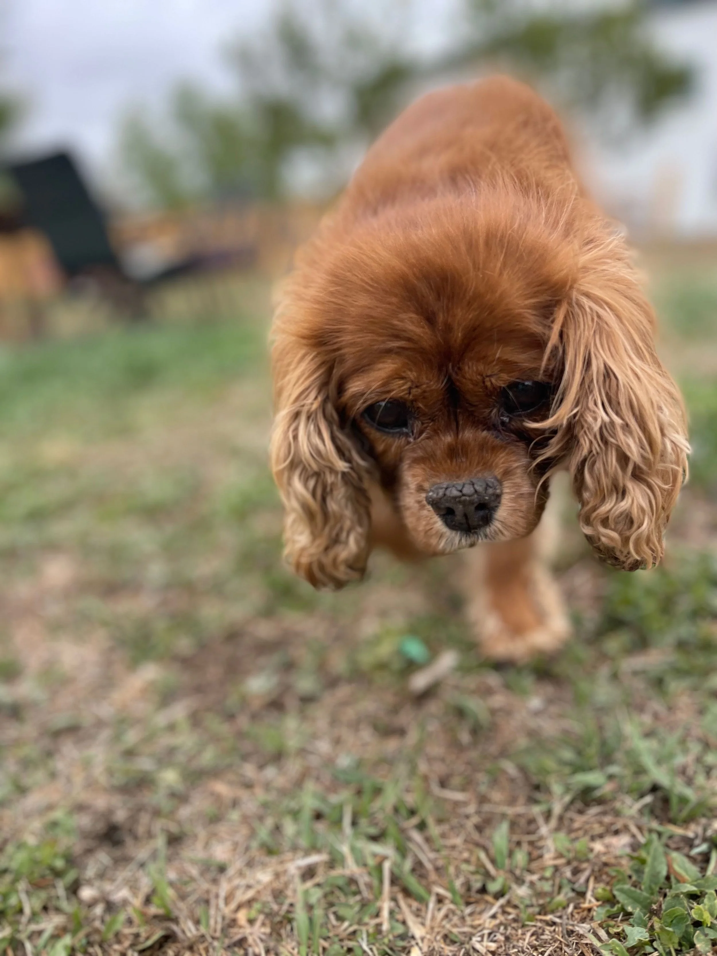Close-up of a brown puppy with floppy ears walking outdoors on grass with trees and a bench in the background.