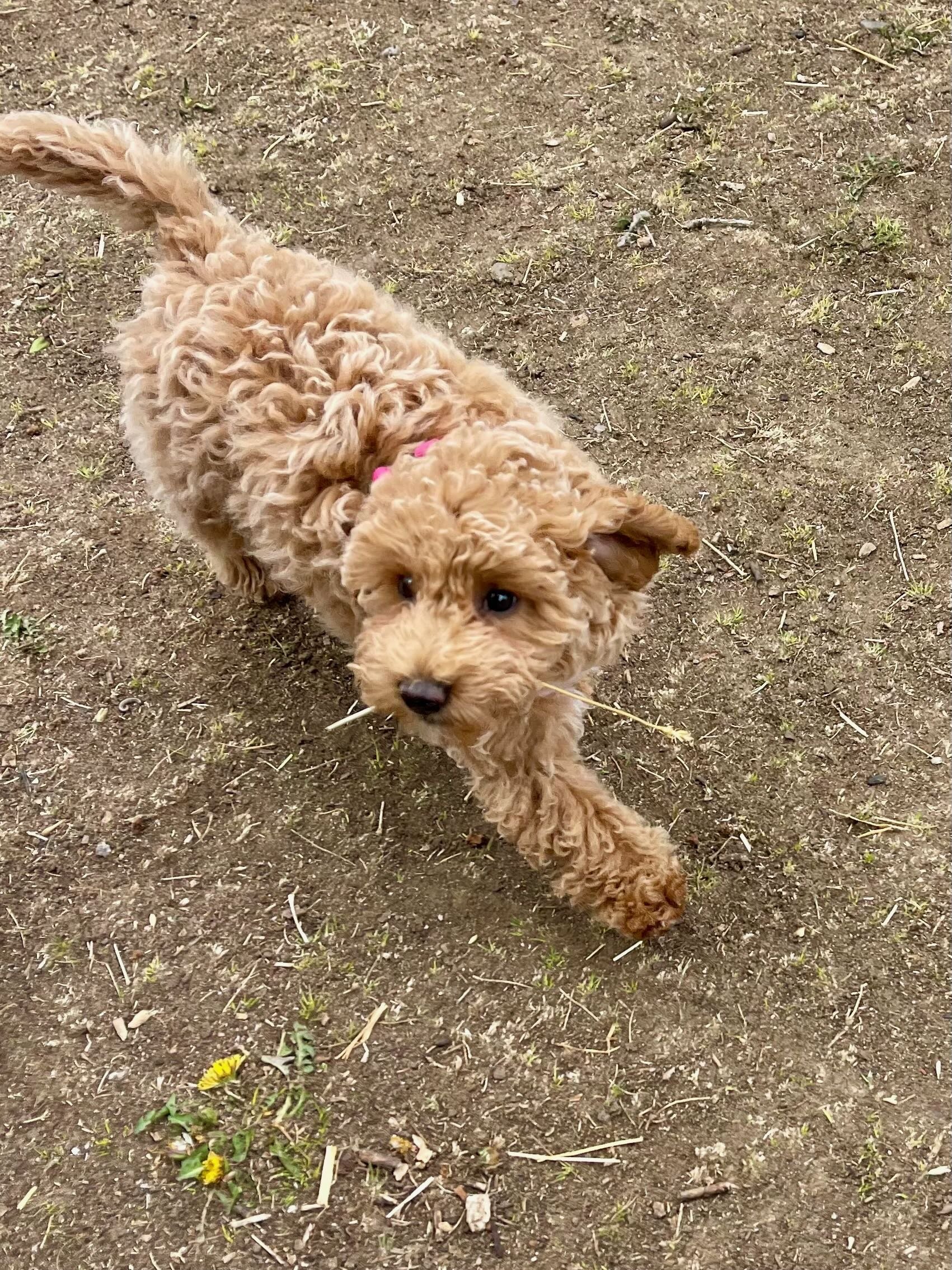 A small, curly-haired, light brown puppy walking on dirt ground with a few small green plants and yellow flowers nearby.