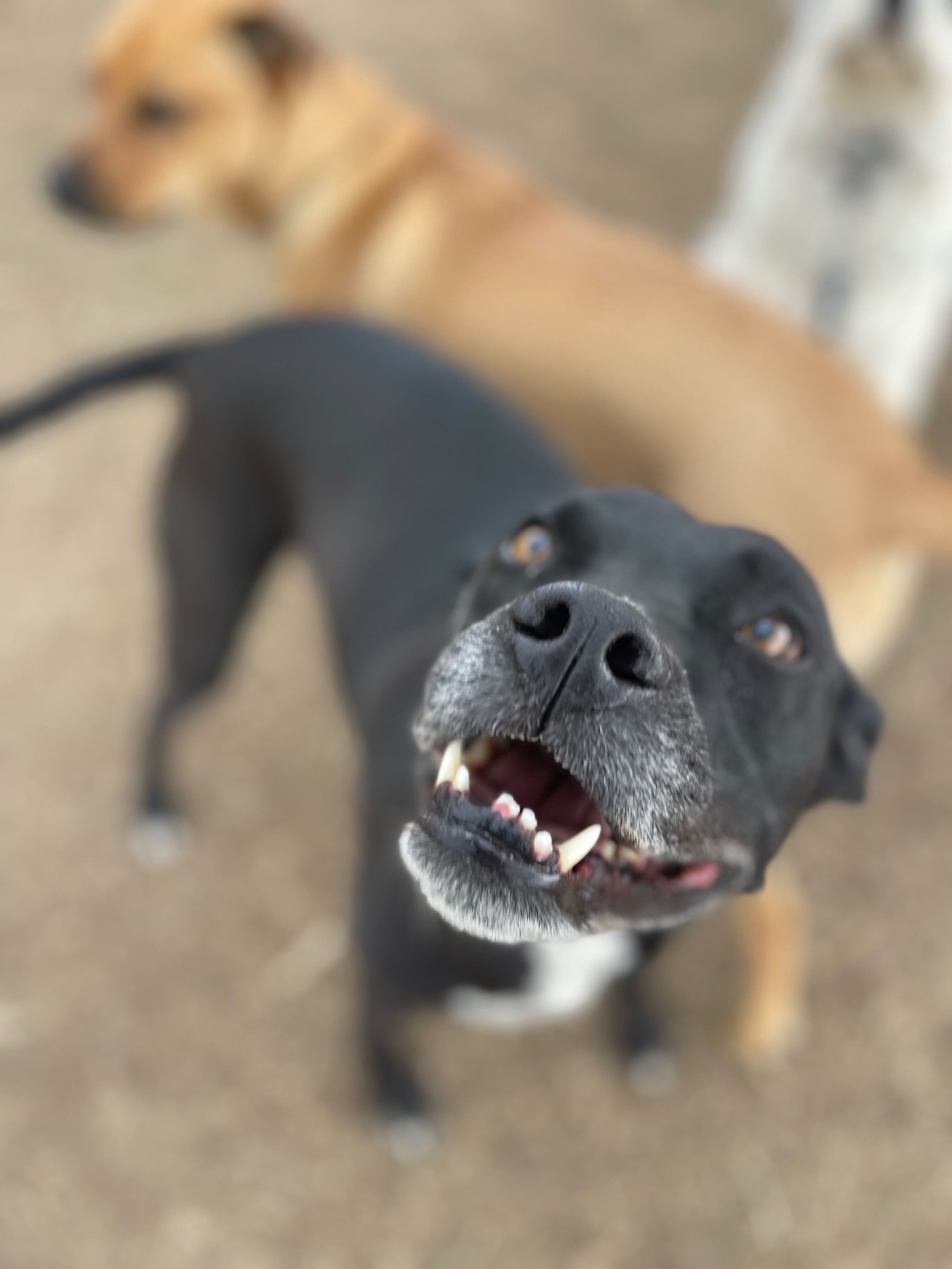 Close-up of a black dog with a white chest, looking up at the camera with an open mouth, showing teeth. Blurred background with another dog in the distance.