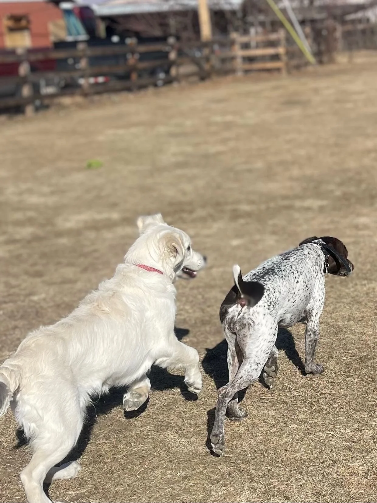 Two dogs, a light-colored retriever and a black and white pointer, playing together on a dirt field in the daytime.