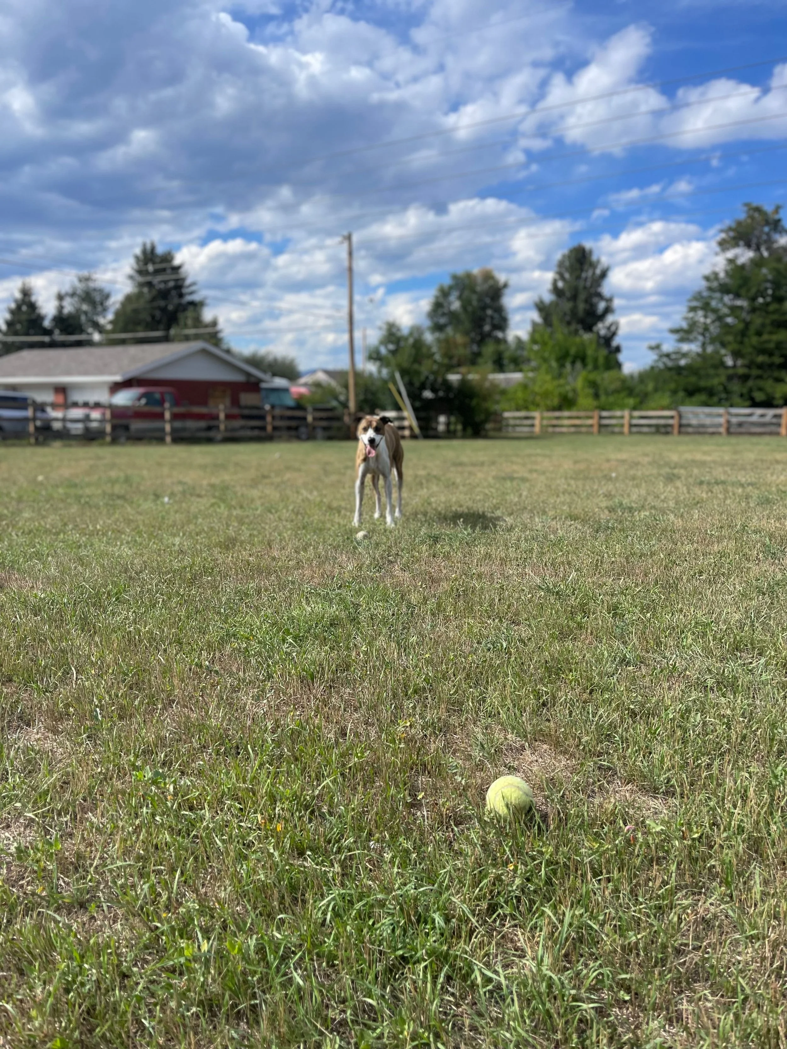 A dog standing on a grassy field with a yellow tennis ball nearby, under a partly cloudy sky.