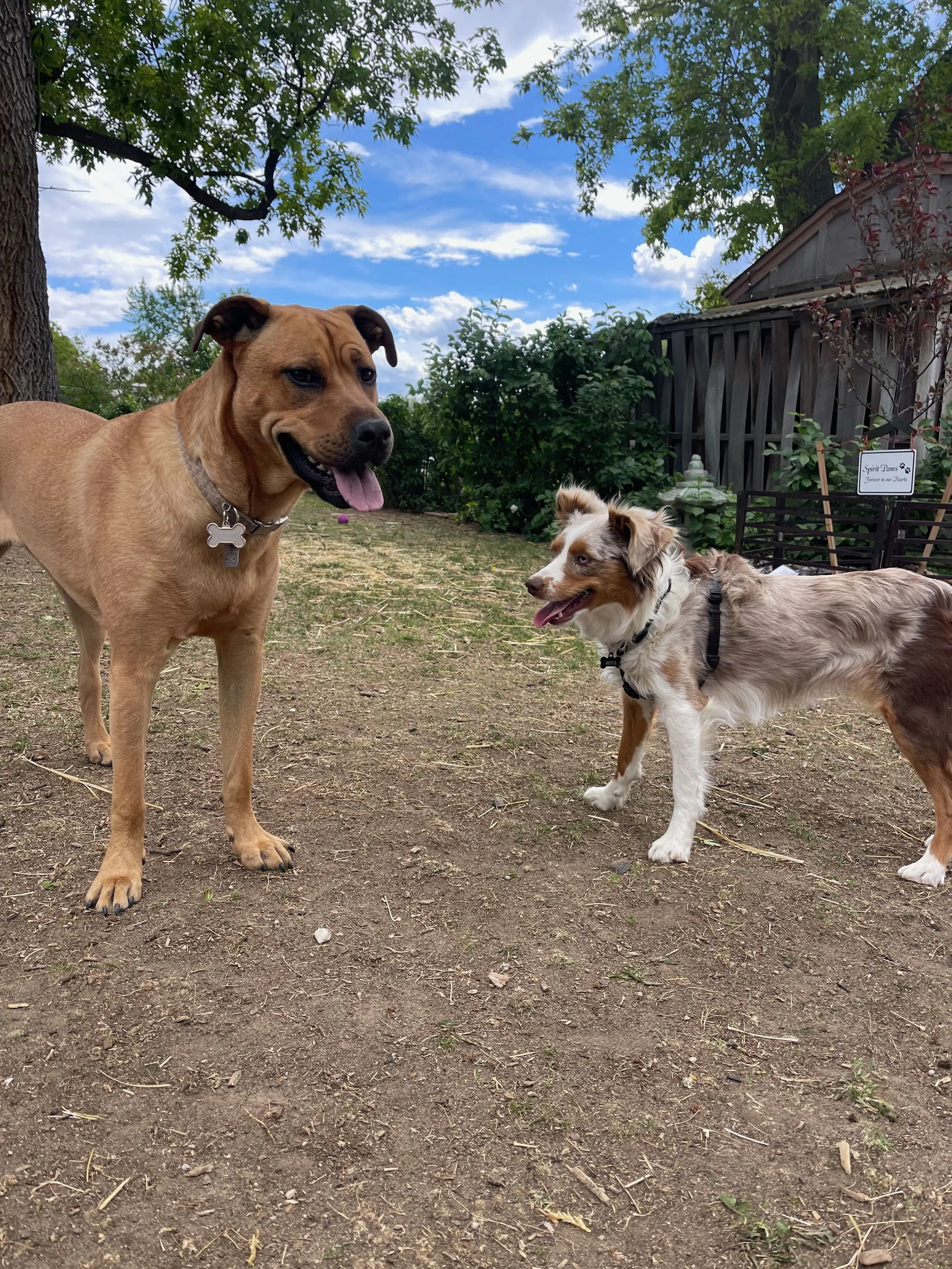 Two dogs standing on a dirt patch in a backyard with trees, bushes, a wooden fence, and a house in the background. One dog is larger, tan, and muscular with a collar, and the other is smaller and white with brown patches and a harness. The larger dog has its tongue out, and the smaller dog is looking at it.