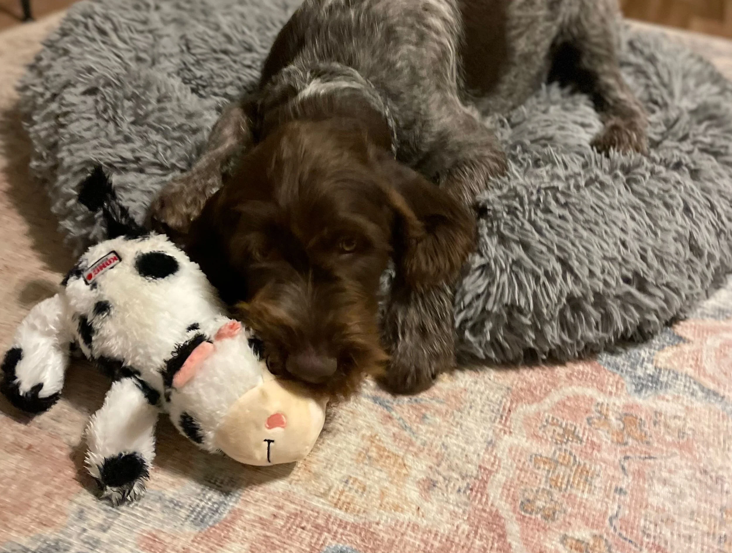A small brown puppy lying on a soft gray blanket, surrounded by plush toys, including a Dalmatian dog and a pig with a smiley face.