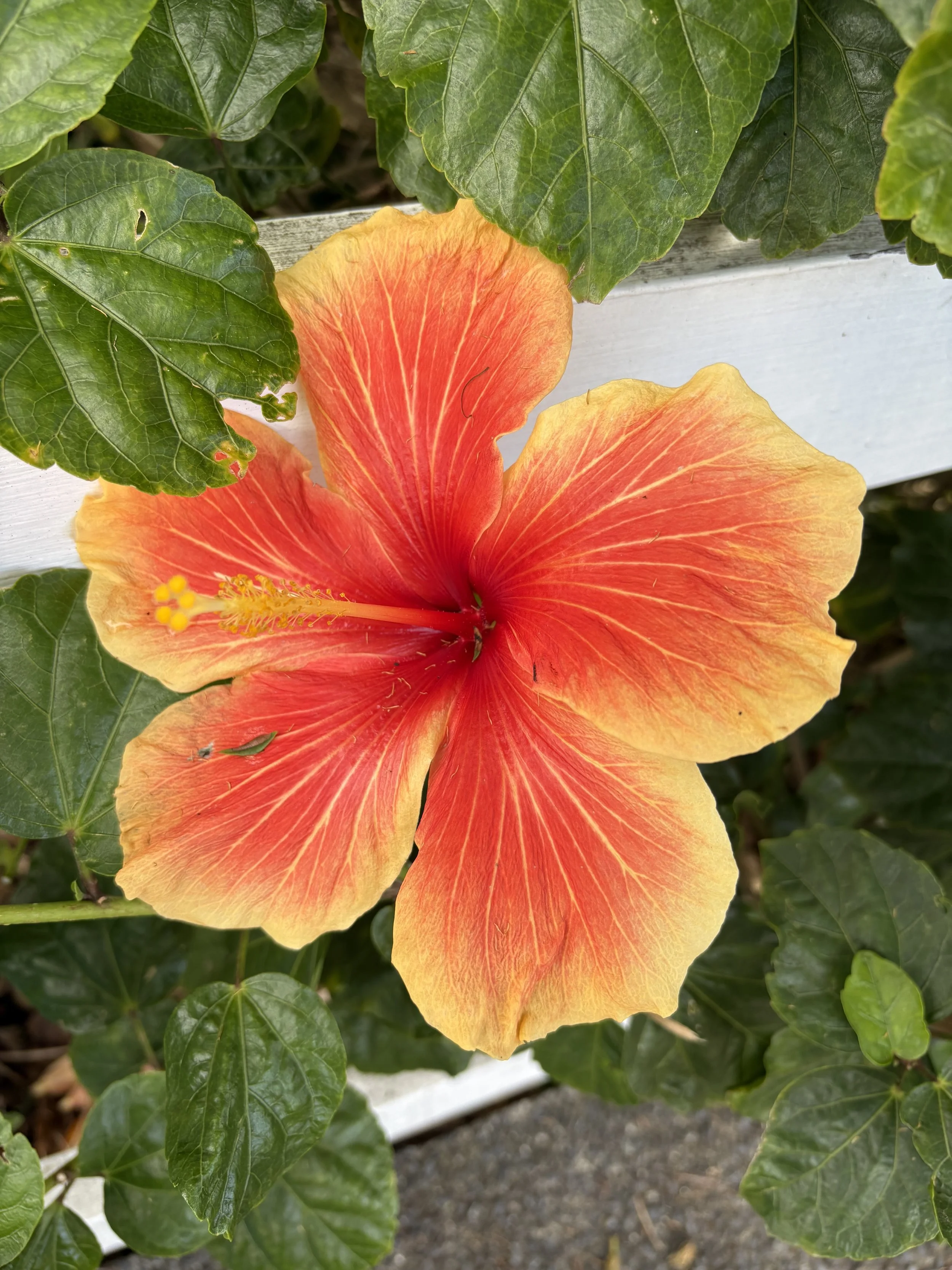A bright orange and yellow hibiscus flower in bloom, surrounded by green leaves and a white wooden border.