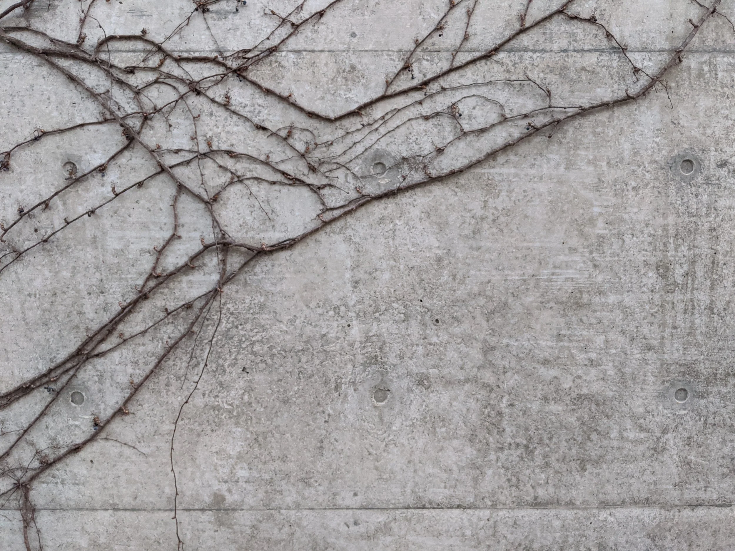 A concrete wall with dried, brown vine branches stretched across it.