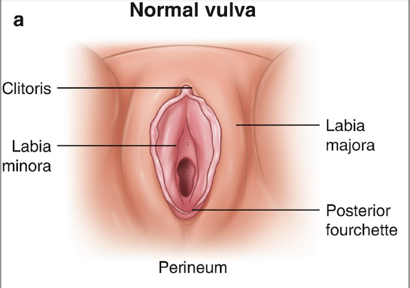 Diagram of a human female vulva labeled with clitoris, labia minora, labia majora, posterior fourchette, and perineum, showing a normal vulva.
