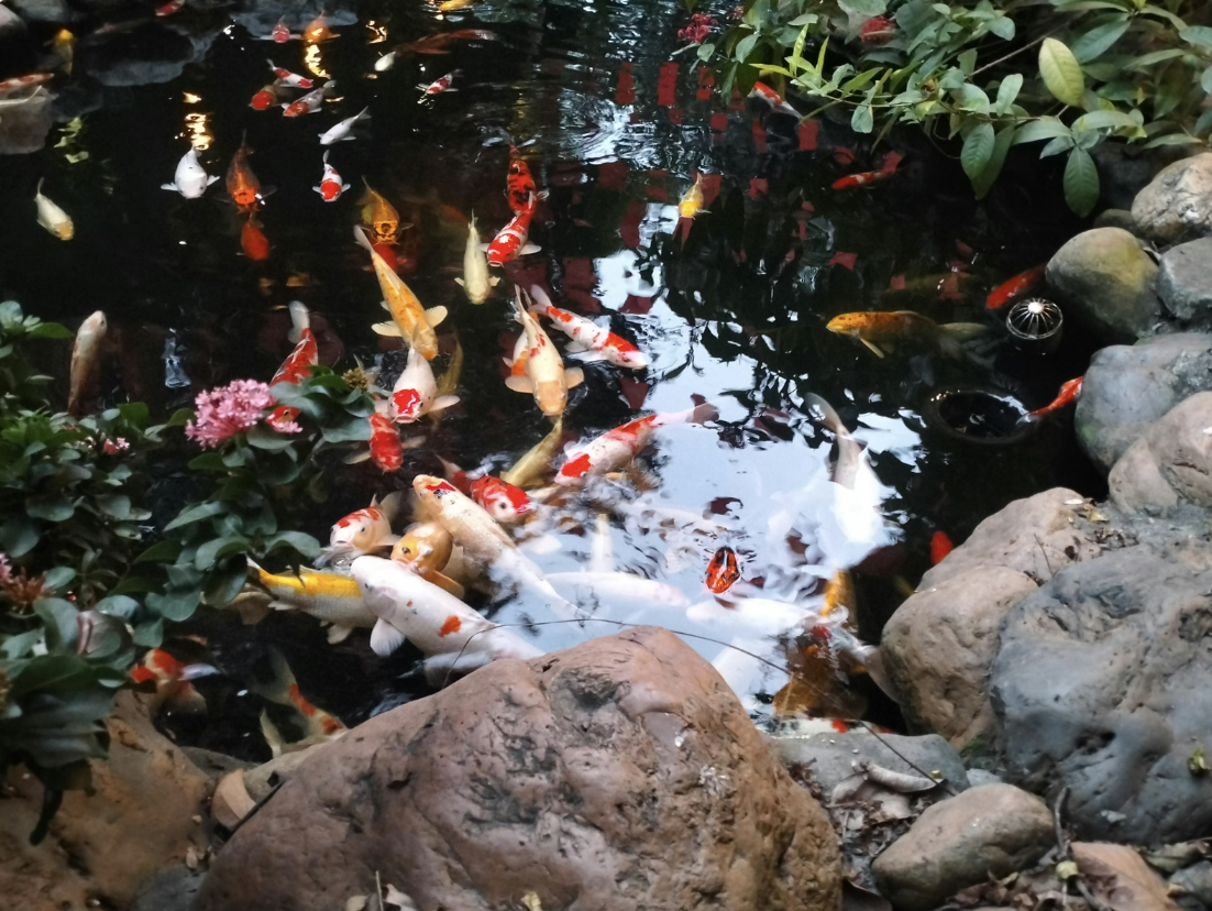 Colorful koi fish swimming in a pond surrounded by rocks and greenery.