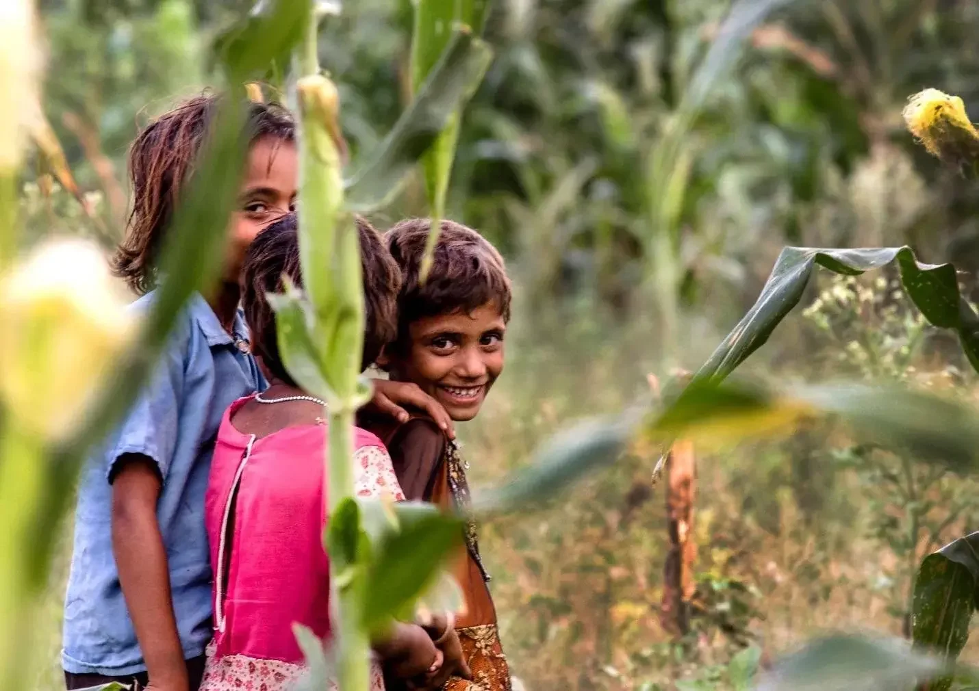 Three children smiling and walking through a green cornfield, with tall stalks and leaves surrounding them.