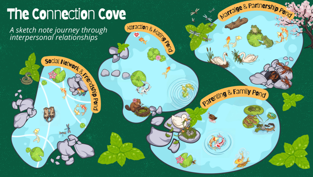 Illustration of interconnected ponds titled 'The Connection Cove,' depicting different stages of relationship development. The 'Social Network & Friendship Pond' features various animals interacting and forming connections. The 'Attraction & Mating Pond' shows animals attracted to each other and spawning. The 'Parenting & Family Pond' displays animals caring for their young, and the 'Marriage & Partnership Pond' portrays paired animals with their offspring, symbolizing relationship progression.
