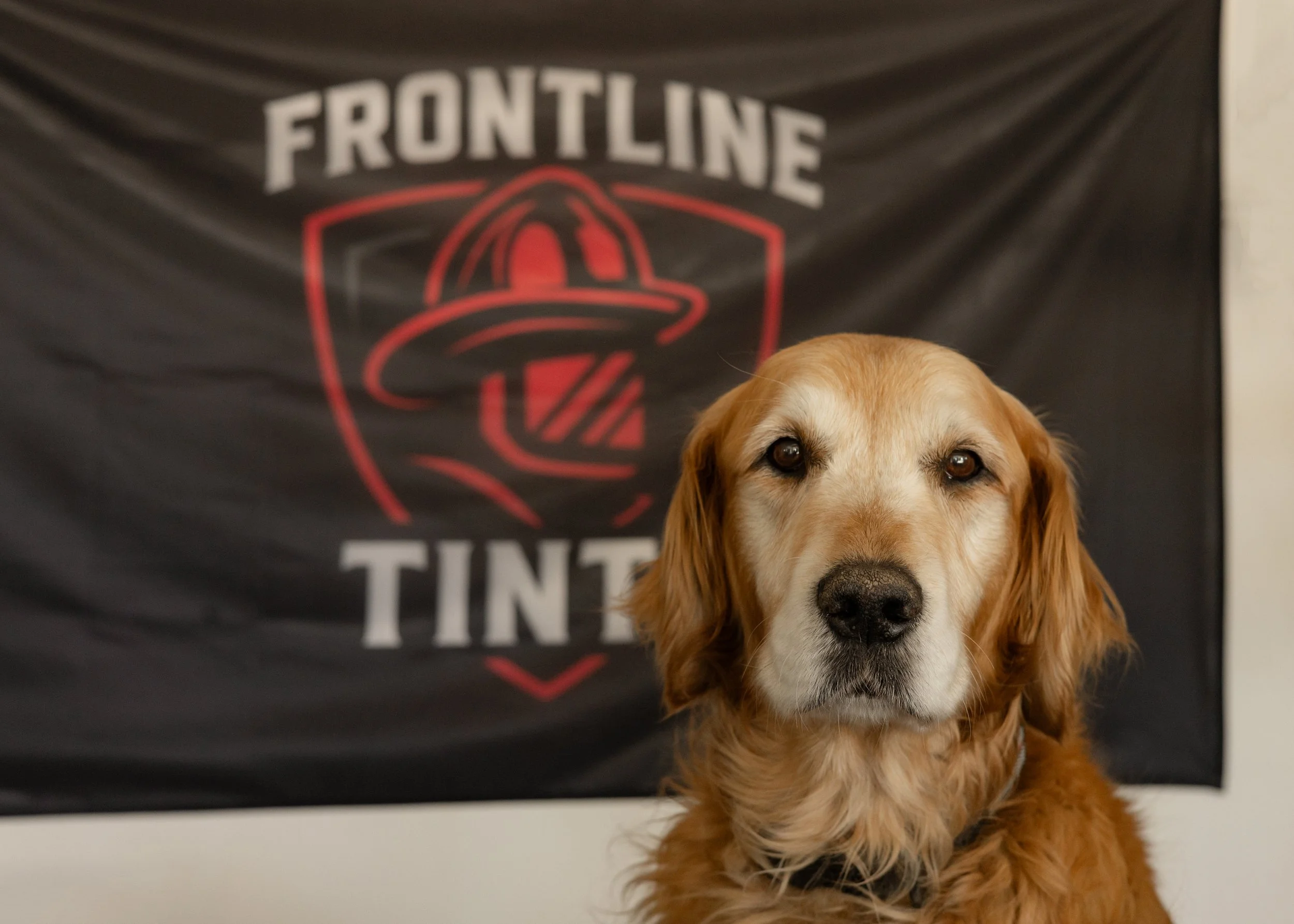 Golden retriever dog sitting in front of a black poster with the text 'FRONTLINE' and a red logo featuring a stylized hat.