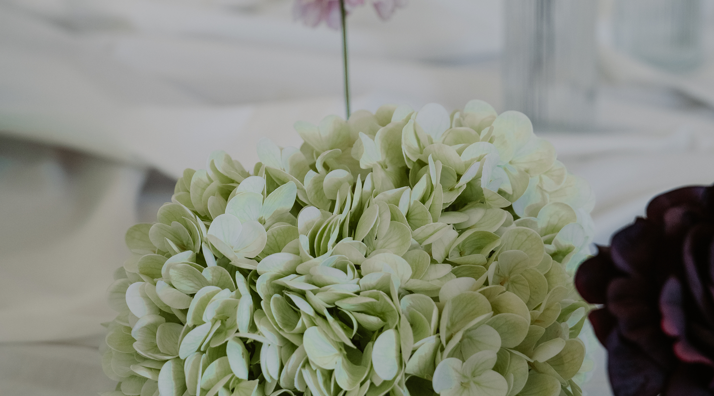 Close-up of a bouquet of white hydrangea flowers with a partially visible dark purple flower to the right.