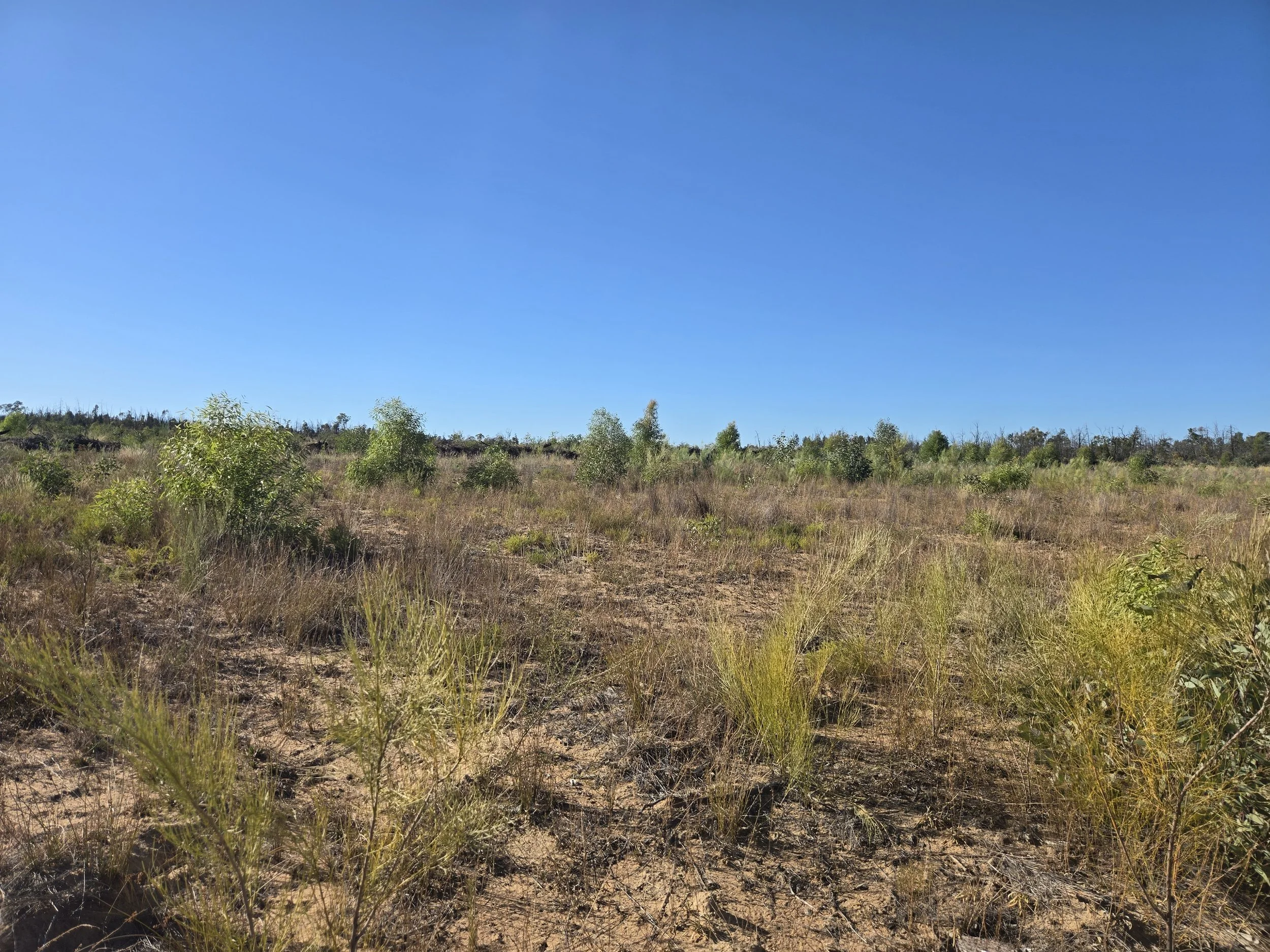 CleanPeak Energy's Warialda Solar Farm development site