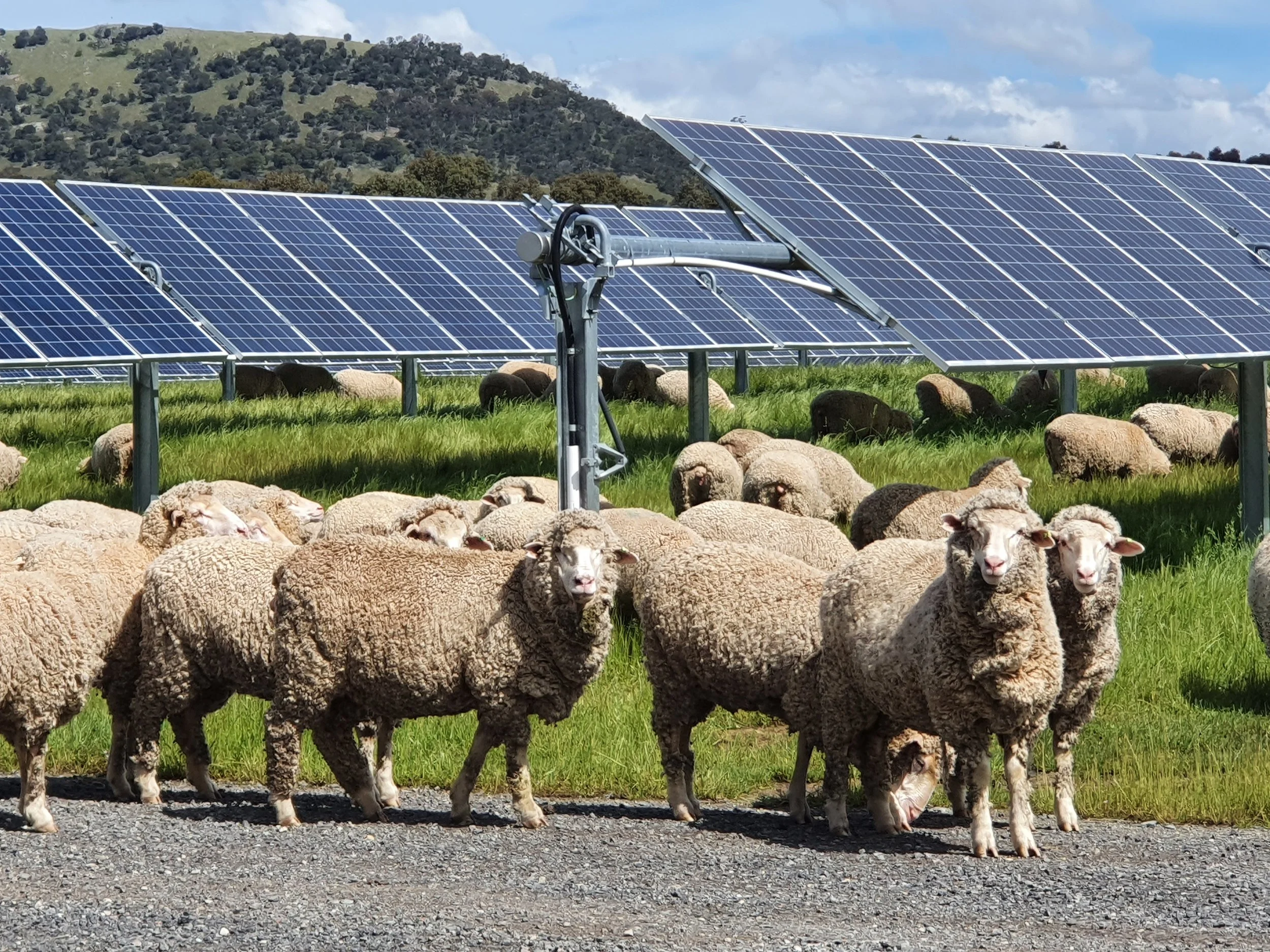 A flock of sheep grazing on grass beneath a CleanPeak Energy solar farm, showing solar panels installed on metal structures above them, and a hillside with trees in the background under a partly cloudy sky.