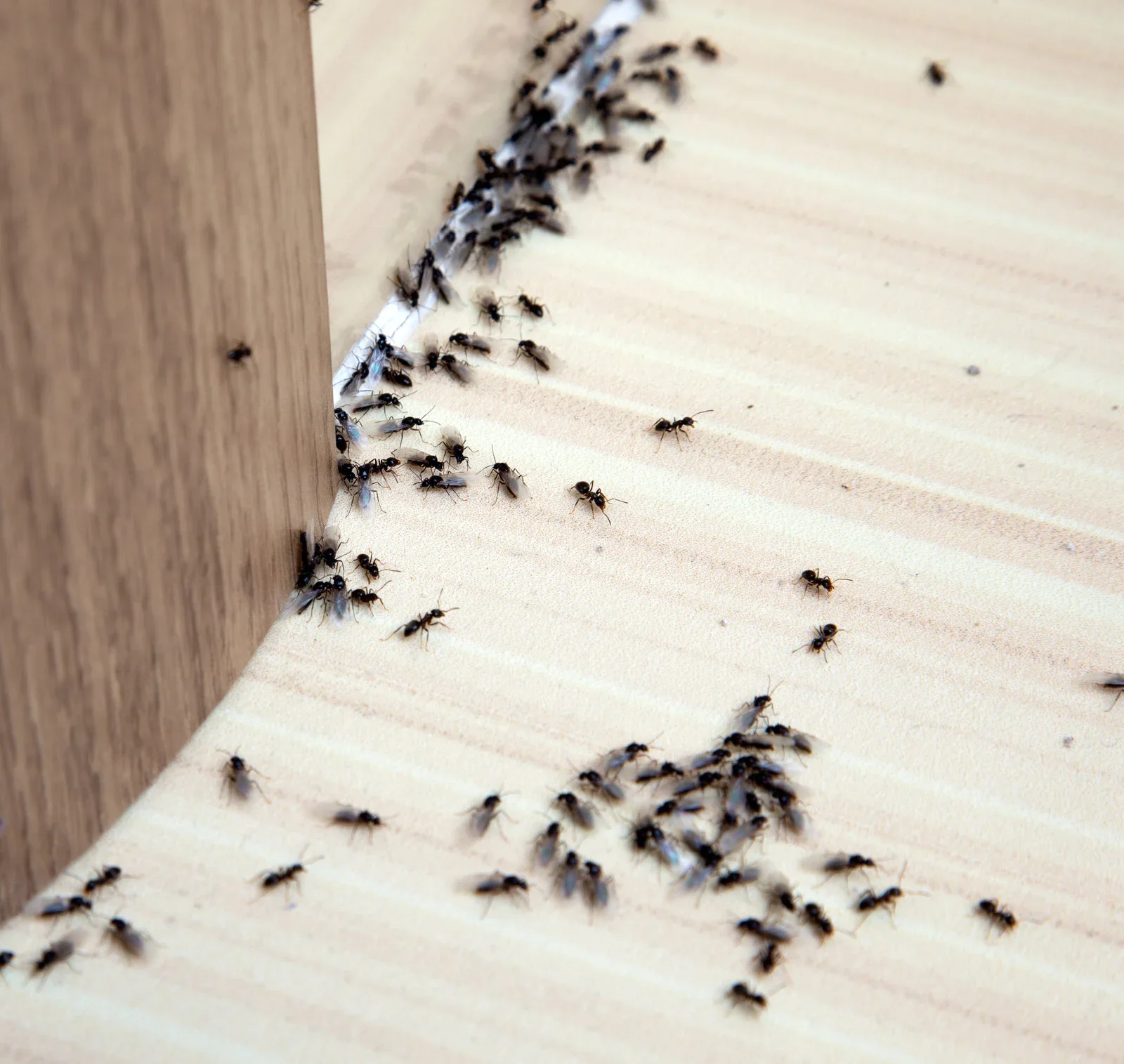 Ants crawling on a wooden surface near the corner of a wall.