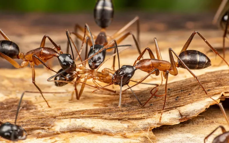 Close-up of several black and reddish-brown ants on a piece of wood.