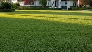 Well-manicured green lawn in front of residential houses.