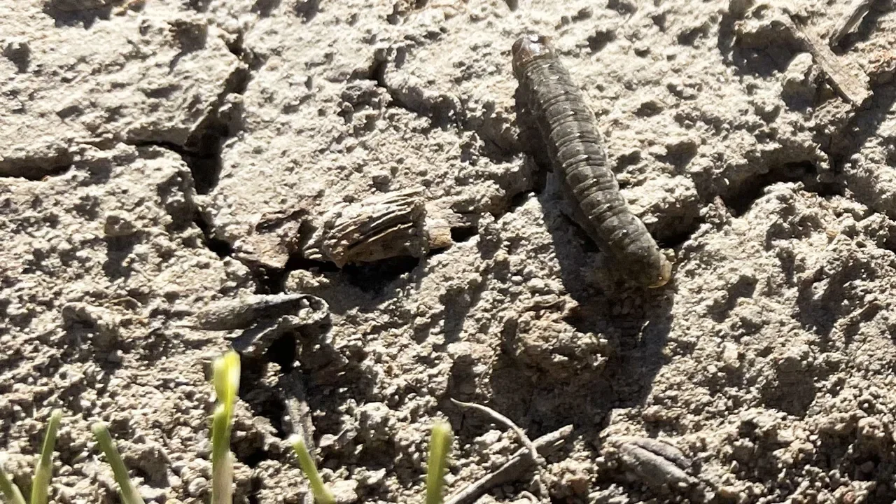 Close-up of a dry, cracked, dirt surface with a small brown millipede crawling and some green grass blades at the bottom.
