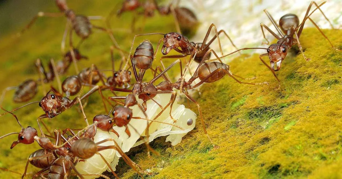 A group of ants on a mossy surface tending to a large white insect pupae.