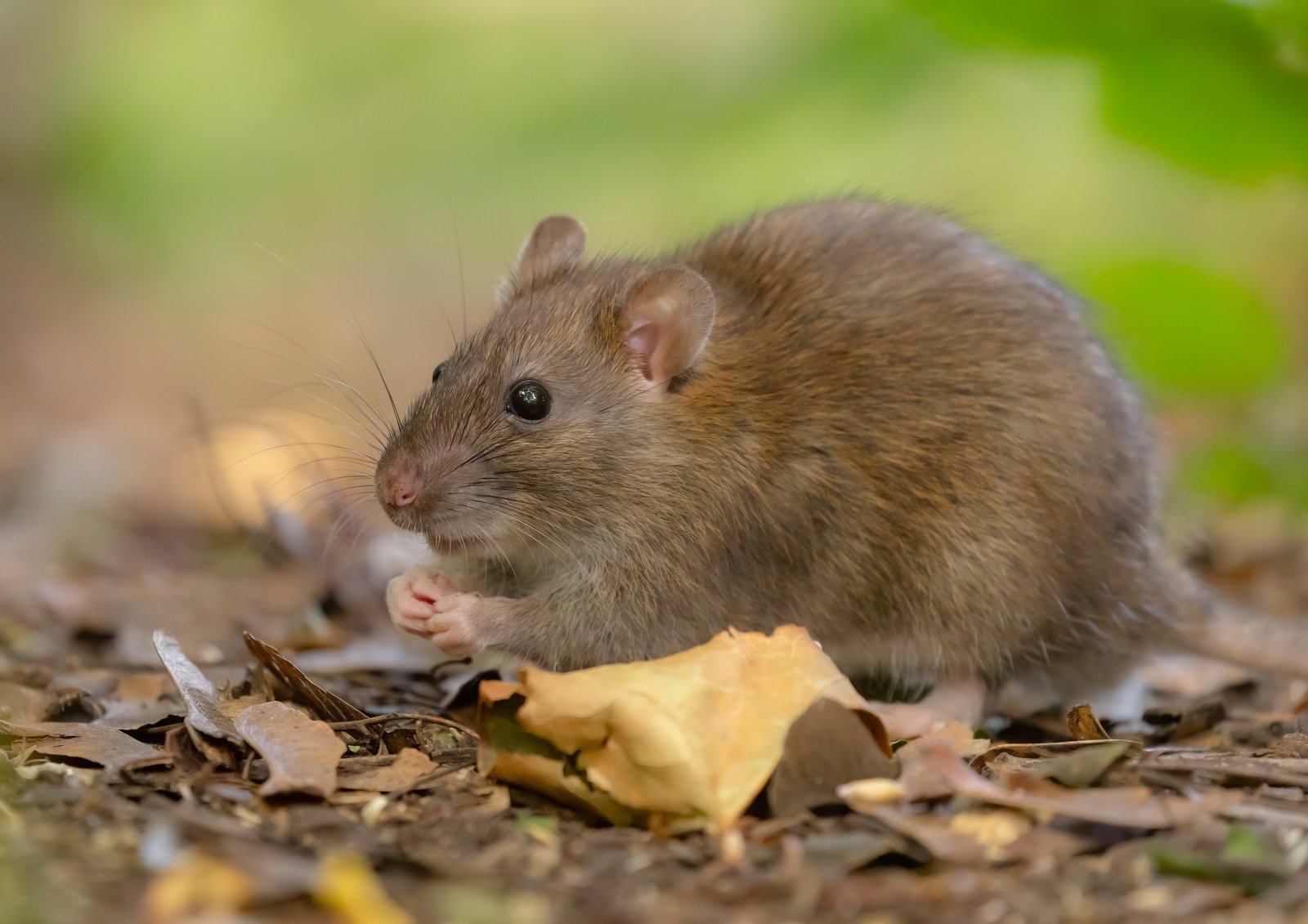 Close-up of a brown mouse with large black eyes, sitting on ground covered with dry leaves, with a blurred green background.