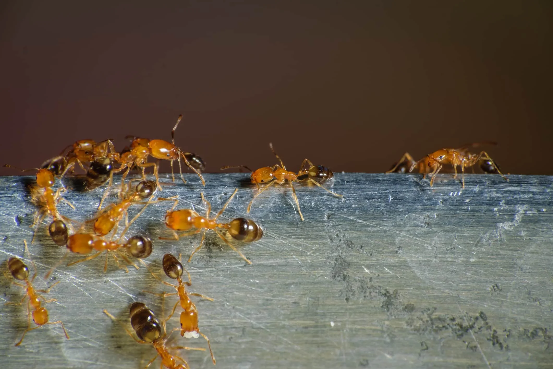 Several orange and black ants on a metallic surface with a dark blurred background.