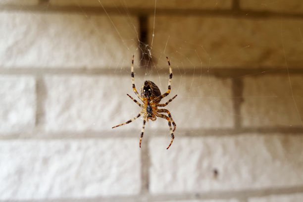 A spider hanging in its web against a brick wall background.