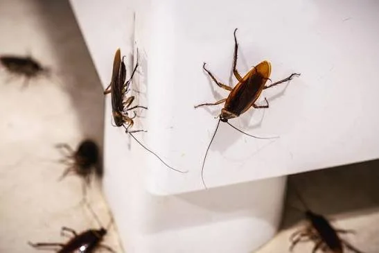 Several cockroaches on a white surface, with one hanging from a paper or wall.