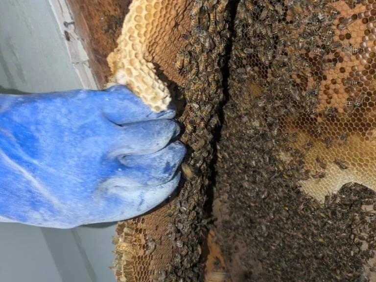 Close-up of a honeycomb with bees on it, showing honey cells, some honey and bees.