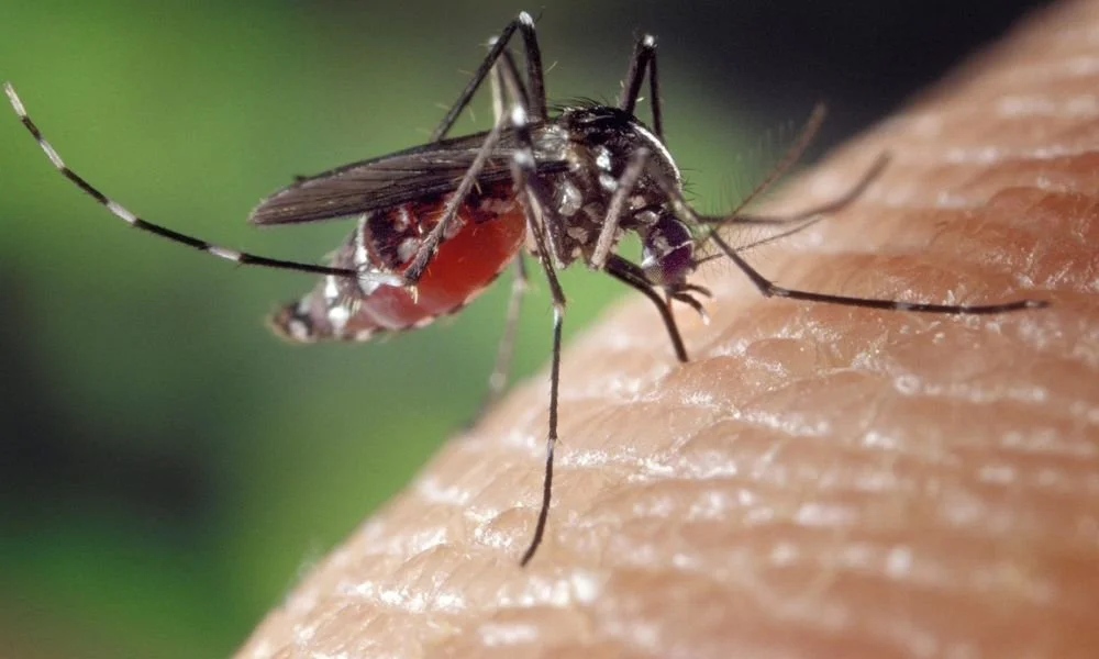 Close-up of a mosquito feeding on human skin.