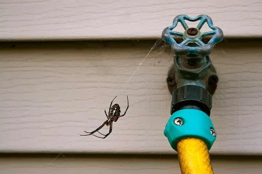 A spider hanging from a thin strand of web near a garden hose faucet on a light-colored wall.