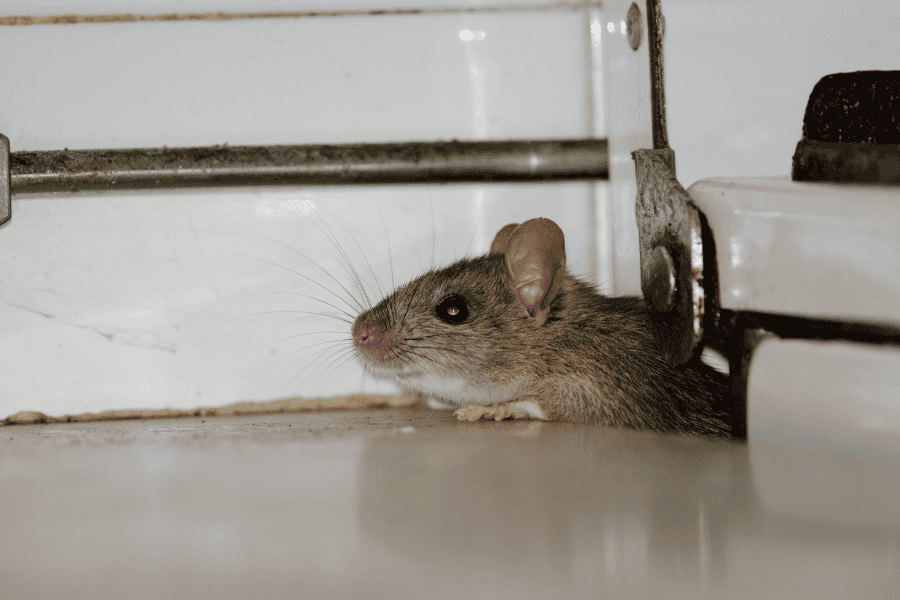 A mouse hiding under a stove.