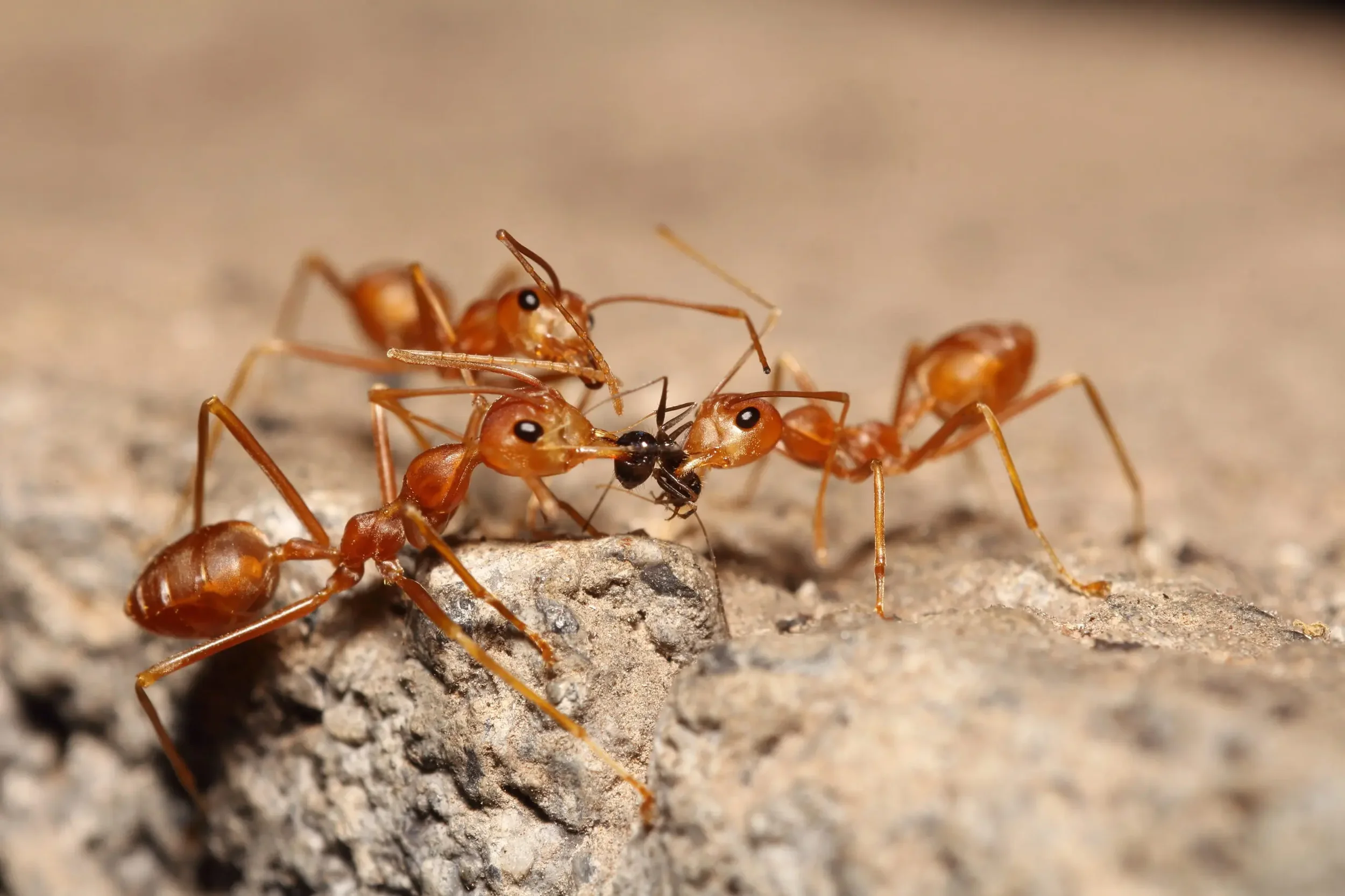 Close-up of several red ants fighting on a rough, gray surface.