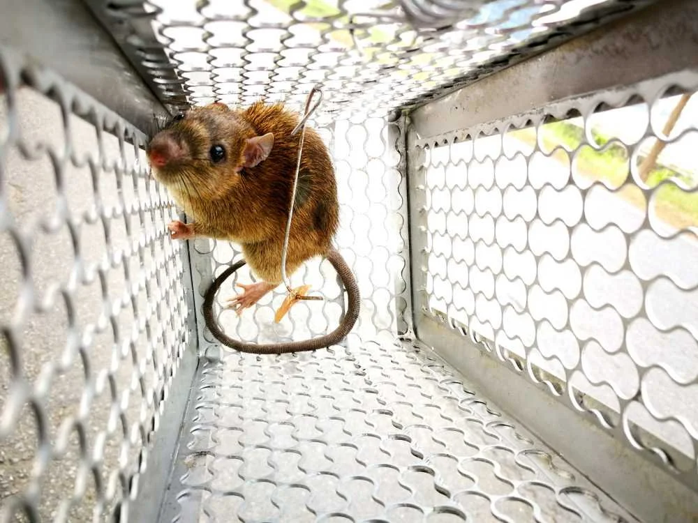 A mouse caught in a metal trap inside a wire cage or trap with mesh walls and floor.