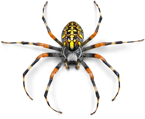 A black and yellow spider with orange and purple markings on its legs